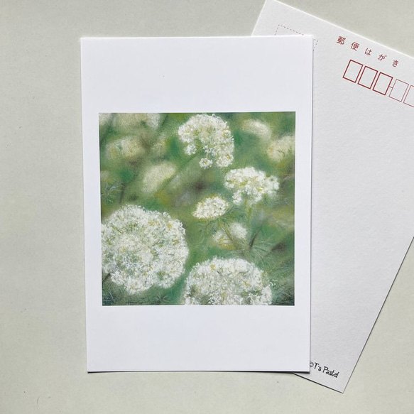 ２２０　選べるポストカード　やさいの花 にんじん　5枚セット 1枚目の画像