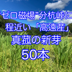 【田植え用】真菰(まこも)の新芽  50本(少し多めに入れます) 1枚目の画像