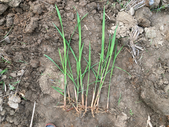 【田植え用】真菰(まこも)の新芽  100本(少し多めに入れます) 2枚目の画像