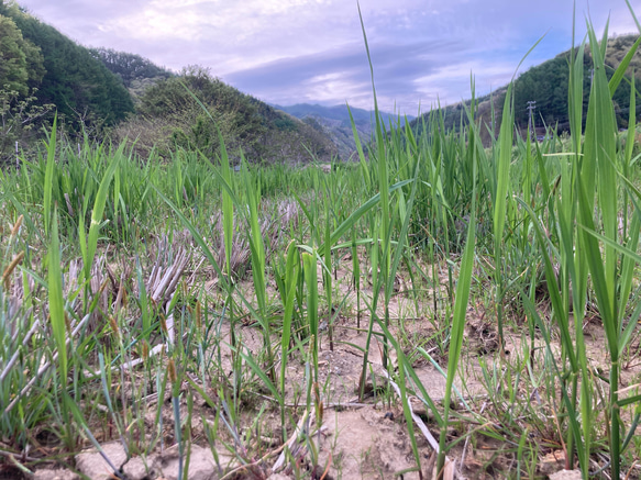 【田植え用】真菰(まこも)の新芽  100本(少し多めに入れます) 3枚目の画像