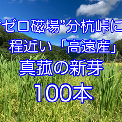 【田植え用】真菰(まこも)の新芽  100本(少し多めに入れます) 1枚目の画像