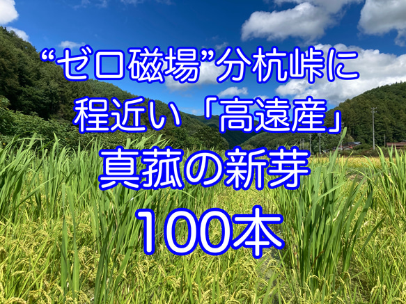 田植え用】真菰(まこも)の新芽 100本(少し多めに入れます) その他素材 