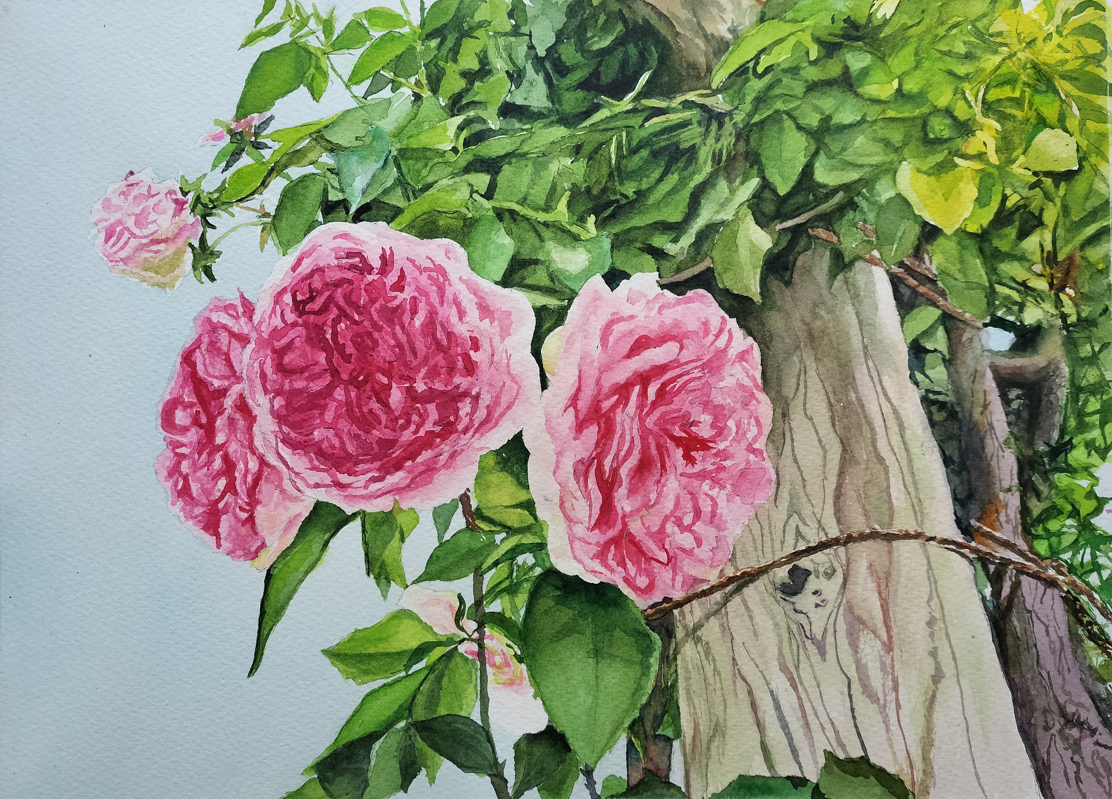 過去を忘れた玉ねぎ 1/10 限定10部　　絵画　版画　室内 過去を忘れた玉ねぎ 1/10 限定10部 絵画 版画 室内 DSC_000913.jpg