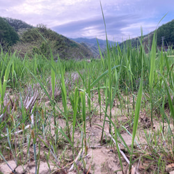 【田植え用】真菰(まこも)の新芽  30本(少し多めに入れます) 3枚目の画像