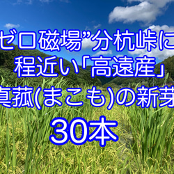 【田植え用】真菰(まこも)の新芽  30本(少し多めに入れます) 1枚目の画像