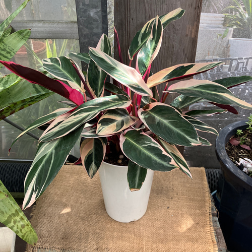 カラテア ストロマンテ トリオスター 多肉植物 アルファガーデン