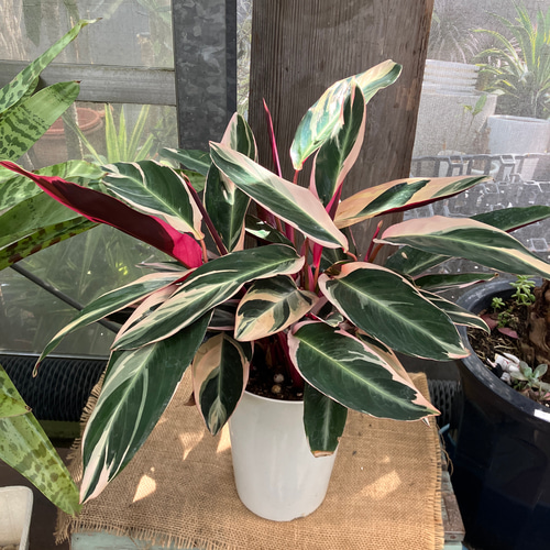 カラテア ストロマンテ トリオスター 多肉植物 アルファガーデン 通販