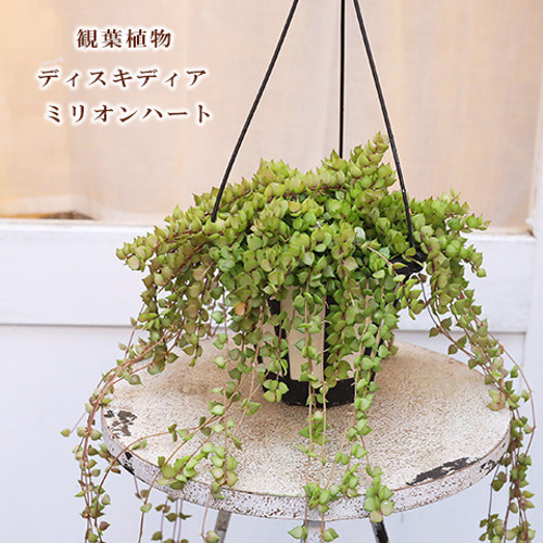 観葉植物 つる性 ディスキディア ミリオンハート 5号 吊り鉢