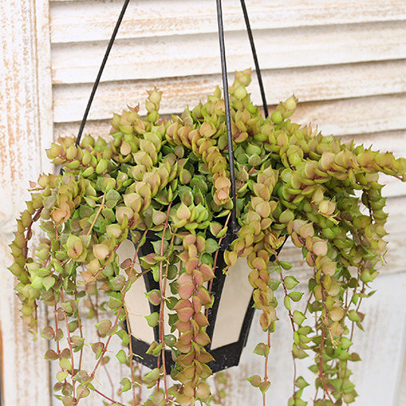 観葉植物 つる性 ディスキディア ミリオンハート 5号 吊り鉢 ルスキフォリア 室内 日陰 個性的 プレゼント 4枚目の画像