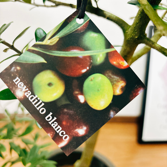 ［現品］4番　創樹　オリーブ　ネバディロブランコ　6号　観葉植物  屋外　ベランダ  souju オリーブの木　おしゃれ 11枚目の画像