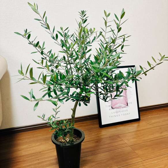 ［現品］4番　創樹　オリーブ　ネバディロブランコ　6号　観葉植物  屋外　ベランダ  souju オリーブの木　おしゃれ 2枚目の画像