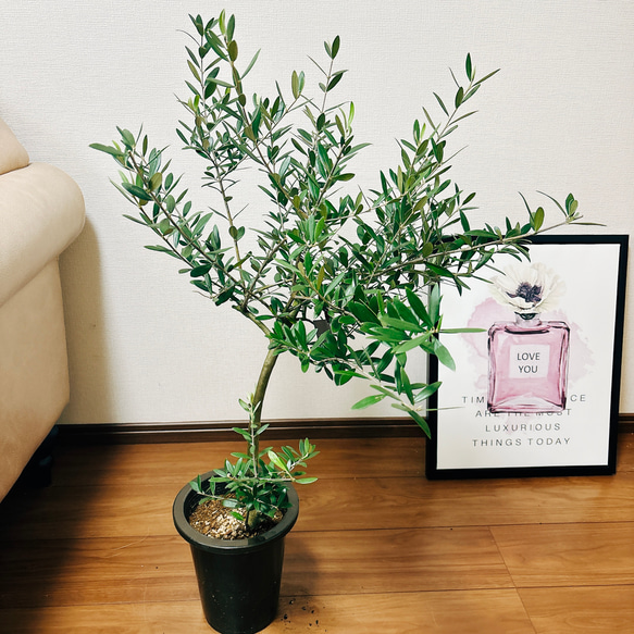 ［現品］4番　創樹　オリーブ　ネバディロブランコ　6号　観葉植物  屋外　ベランダ  souju オリーブの木　おしゃれ 9枚目の画像