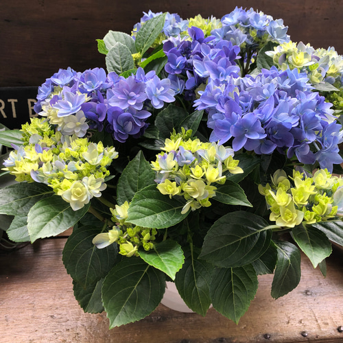 母の日♡紫陽花♡きらきら星♡ラッピング♡ギフト♡5号鉢 母の日♡紫陽花♡きらきら星♡ラッピング♡ギフト♡5号鉢