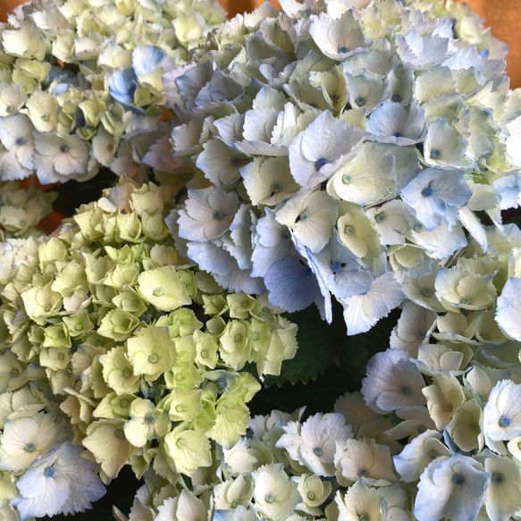 一点物【母の日鉢物】お花を長く楽しみたいお母さんへ♡　鉢セット　花苗・器・ラッピングセット／アジサイ　マーブルソーダ 5枚目の画像