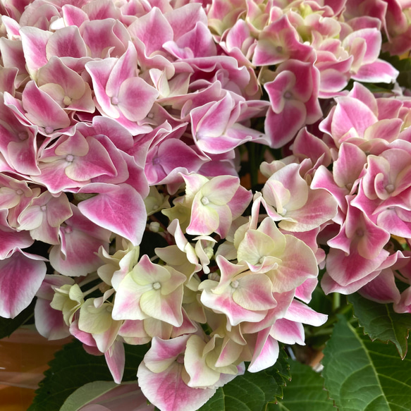 一点物【母の日鉢物】お花を長く楽しみたいお母さんへ♡　鉢セット　花苗・器・ラッピングセット／アジサイ　ハワイアンファース 5枚目の画像