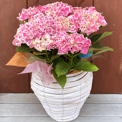 一点物【母の日鉢物】お花を長く楽しみたいお母さんへ♡　鉢セット　花苗・器・ラッピングセット／アジサイ　ハワイアンファース 1枚目の画像