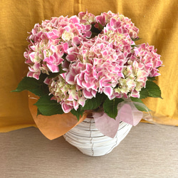 一点物【母の日鉢物】お花を長く楽しみたいお母さんへ♡　鉢セット　花苗・器・ラッピングセット／アジサイ　ハワイアンファース 2枚目の画像