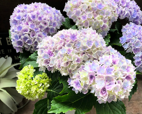 111f7c93892bbb418ac6b23e14d9ea