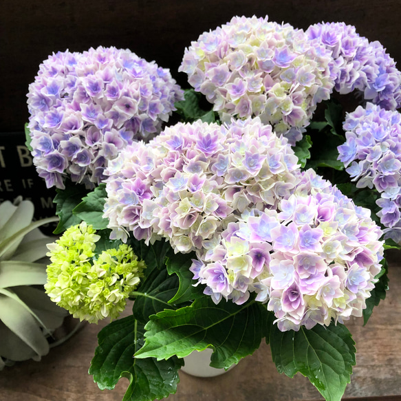 プリンセスシャーロット♡八重咲きのアジサイ♡新品種♡ブルー 人造花