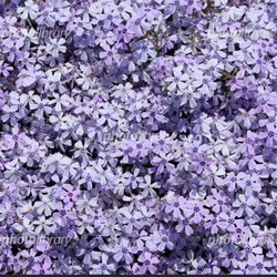 芝桜〜紫色の絨毯に魅せられて〜 6枚目の画像
