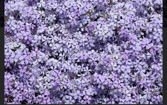 芝桜〜紫色の絨毯に魅せられて〜 6枚目の画像