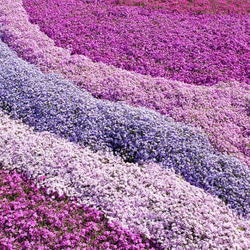 芝桜〜紫色の絨毯に魅せられて〜 5枚目の画像