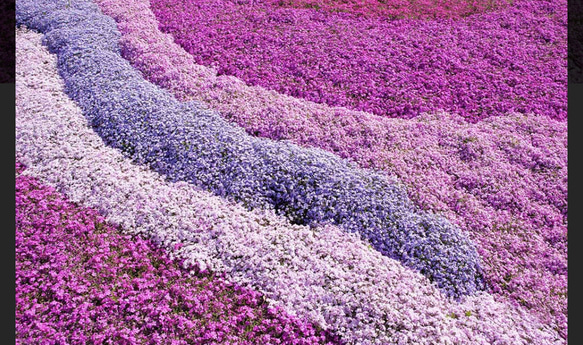 芝桜〜紫色の絨毯に魅せられて〜 5枚目の画像