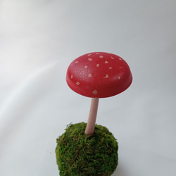 多肉植物 コノフィツム ブルゲリSH409 大玉 1.5cm以上 抜き苗 1