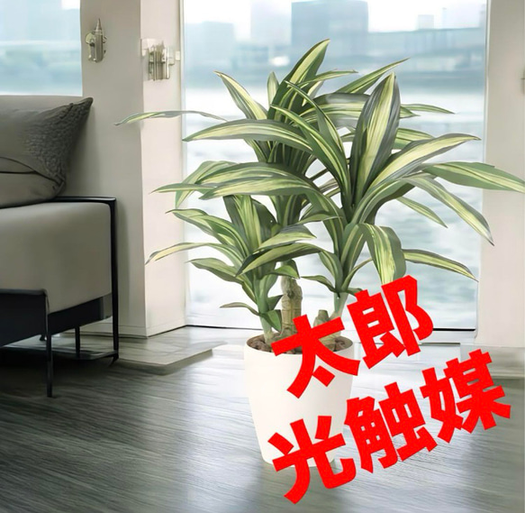 光触媒人工観葉植物ウォールグリーンフェイクグリーン幸福の木マッサン