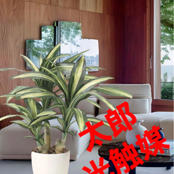 光触媒　人工観葉植物　ウォールグリーン　フェイクグリーン　マッサン　幸福の木s 1枚目の画像