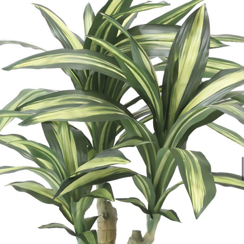 光触媒人工観葉植物ウォールグリーンフェイクグリーン幸福の木マッサン