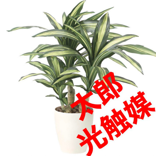 光触媒　人工観葉植物　ウォールグリーン　フェイクグリーン　幸福の木マッサン 光触媒 人工観葉植物 ウォールグリーン フェイクグリーン 幸福の木