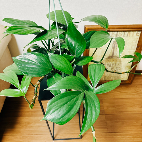 ハブカズラ 8号