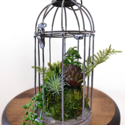 多肉植物の寄せ植え bird cage 6枚目の画像