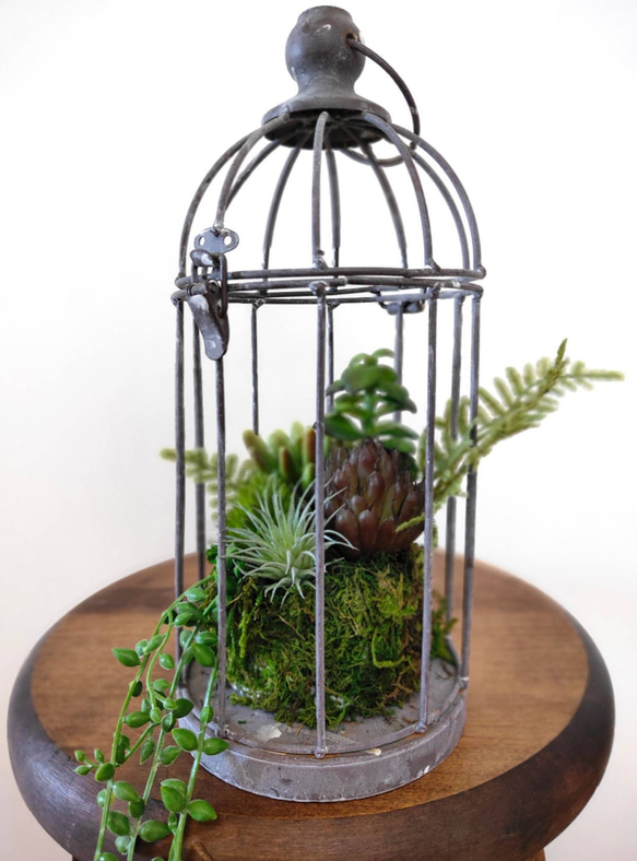 多肉植物の寄せ植え bird cage 6枚目の画像