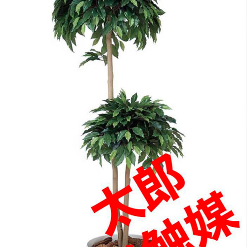 光触媒 人工観葉植物 フェイクグリーン ベンジャミンダブル高さ1.6  