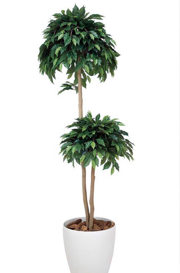 光触媒　人工観葉植物　フェイクグリーン　ベンジャミンダブル高さ1.6 4枚目の画像