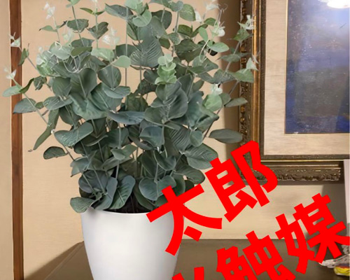 光触媒　人工観葉植物　ウォールグリーン　フェイクグリーン　パスカリ 楽天市場】光触媒 観葉植物 壁掛け リアル フェイクグリーン