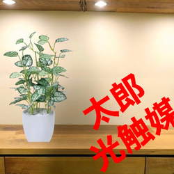 光触媒　人工観葉植物　ウォールグリーン　フェイクグリーン　ミニピポエスタポット@ 1枚目の画像