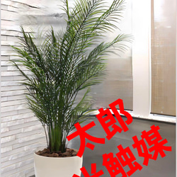 光触媒　人工観葉植物　ウォールグリーン　フェイクグリーン　ユーカリ145 光触媒 人工観葉植物 ウォールグリーン フェイクグリーン ユーカリ高さ