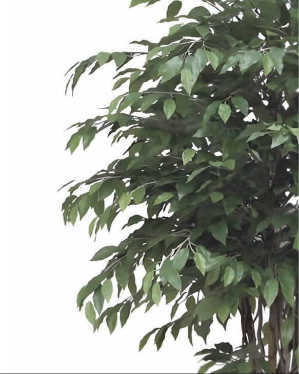 光触媒　人工観葉植物　フェイクグリーン　ベンジャミンリアナ1.8 6枚目の画像