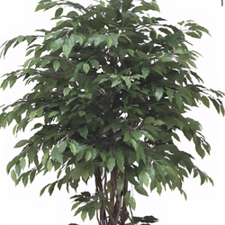 光触媒　人工観葉植物　フェイクグリーン　ベンジャミンリアナ1.8 5枚目の画像