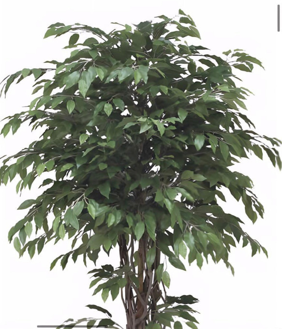 光触媒　人工観葉植物　フェイクグリーン　ベンジャミンリアナ1.8 5枚目の画像