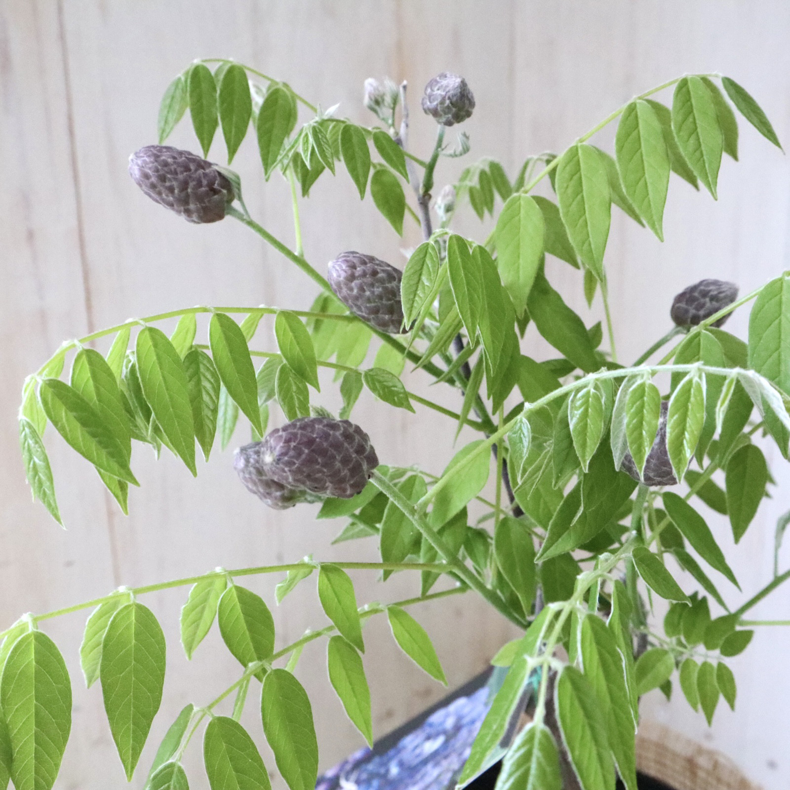 二季咲き♡アメリカフジ♡アメジストフォール♡        Ω