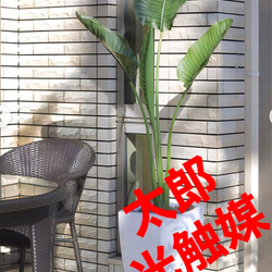 光触媒　人工観葉植物　フェイクグリーン　オーガスタ1.8 室内外兼用 1枚目の画像