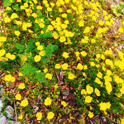 メルカドニア　花　苗　多年草　宿根草　鉢植え　プランター　ガーデニング　グランドカバー　花苗　可愛い　黄色い　小花 1枚目の画像
