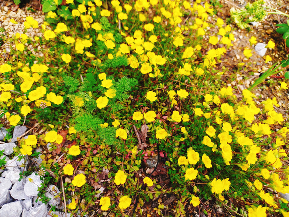 メルカドニア　花　苗　多年草　宿根草　鉢植え　プランター　ガーデニング　グランドカバー　花苗　可愛い　黄色い　小花 1枚目の画像