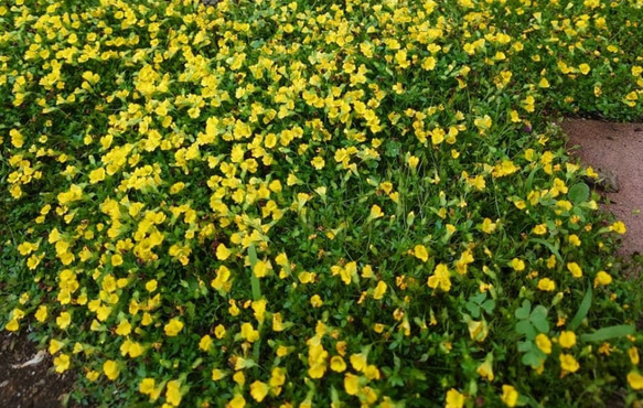 メルカドニア　花　苗　多年草　宿根草　鉢植え　プランター　ガーデニング　グランドカバー　花苗　可愛い　黄色い　小花 2枚目の画像