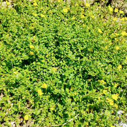 メルカドニア　花　苗　多年草　宿根草　鉢植え　プランター　ガーデニング　グランドカバー　花苗　可愛い　黄色い　小花 4枚目の画像