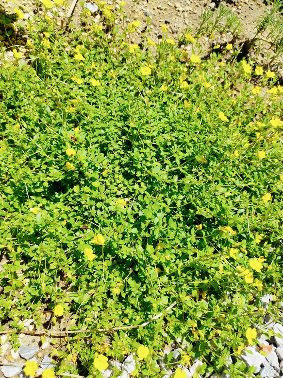 メルカドニア　花　苗　多年草　宿根草　鉢植え　プランター　ガーデニング　グランドカバー　花苗　可愛い　黄色い　小花 4枚目の画像